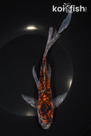 8.5" SHUBUNKIN GOLDFISH