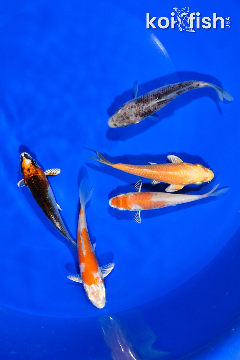 PACK OF (5) 3.25"-3.5" STANDARD KOI