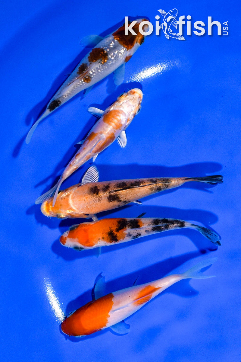 PACK OF (5) 3.25"- 4" STANDARD KOI