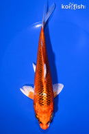 7.25" KUJAKU