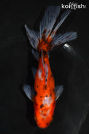 5.5" CALICO WAKIN GOLDFISH