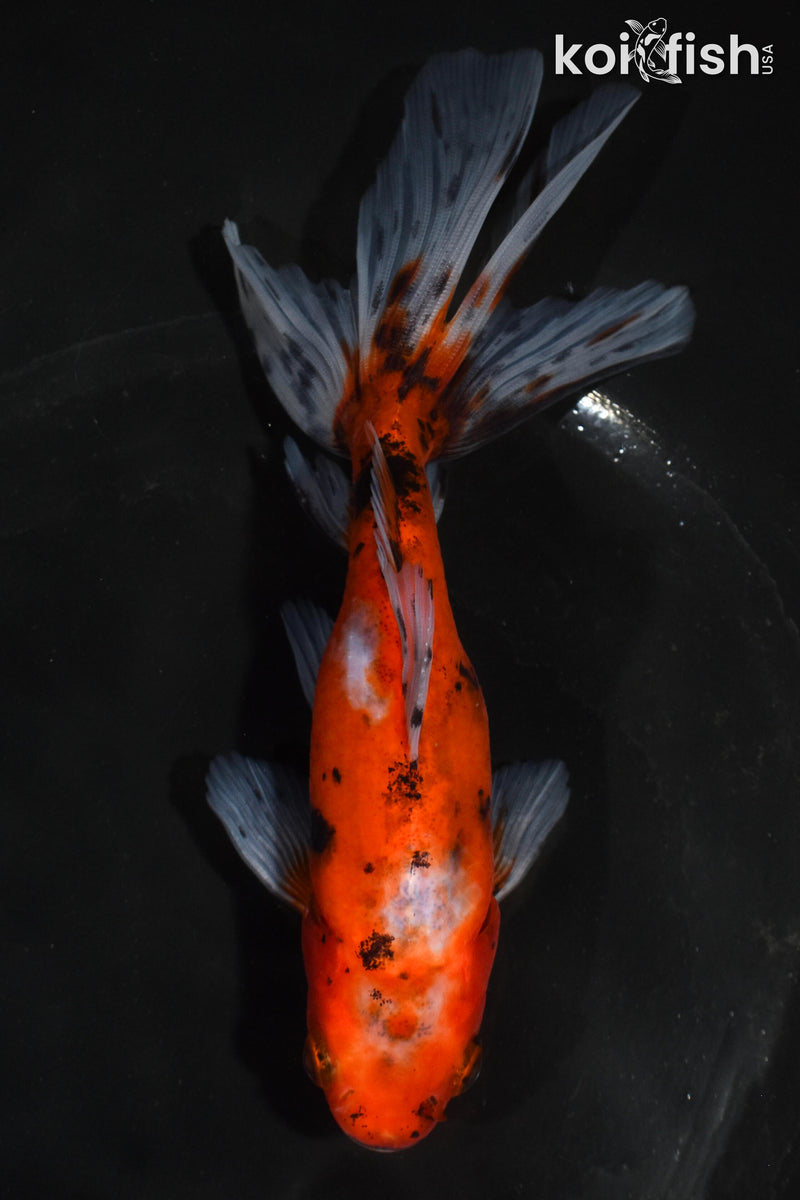 5.5" CALICO WAKIN GOLDFISH