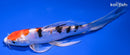 7.75" HEISEI NISHIKI BUTTERFLY
