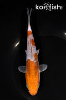 7.5" DOITSU OCHIBA SHIGURE