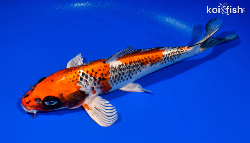 10.75" BENI GINGA
