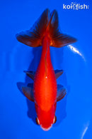 5.25" WATONAI GOLDFISH