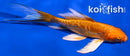 5" DOITSU ORENJI OGON BUTTERFLY