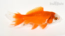 4" WAKIN GOLDFISH