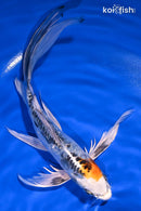 7.5" DOITSU KUJAKU BUTTERFLY