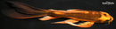 9.5" KIN ORENJI MATSUBA BUTTERFLY