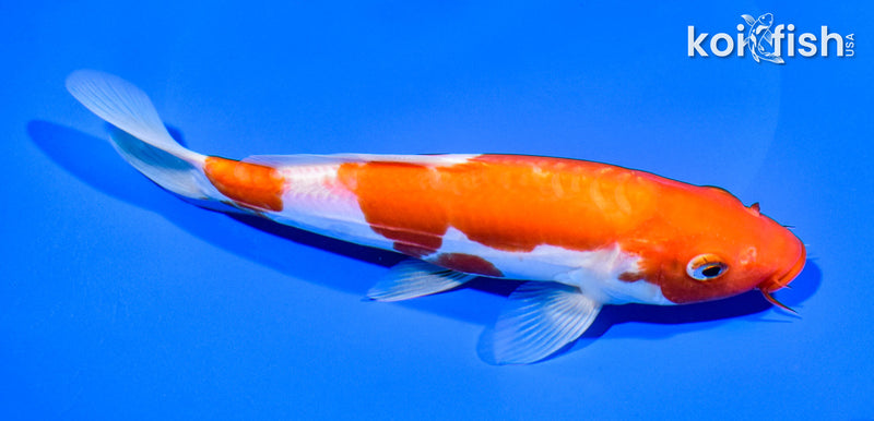 7.5" KIKUSUI