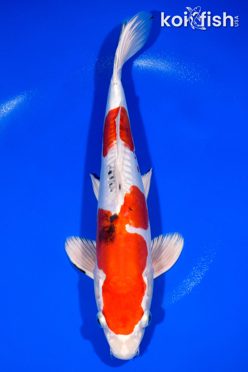 12.75" HEISEI NISHIKI