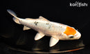 6.25" YAMATO NISHIKI