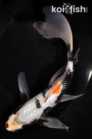 9.25" GINRIN BENI MATSUKAWABAKE BUTTERFLY
