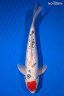 14.75" GINRIN TANCHO SANKE