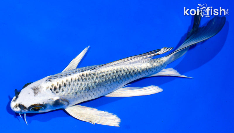 6" GIN MATSUBA BUTTERFLY