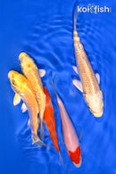 PACK OF (5) 3.75-5" STANDARD KOI