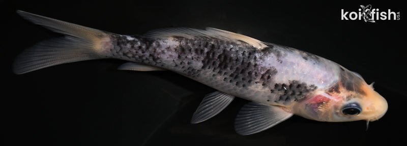 5.25" MATSUKAWABAKE