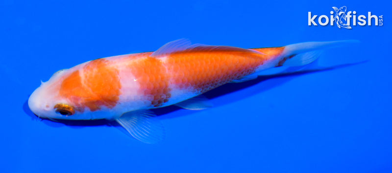5" KOHAKU