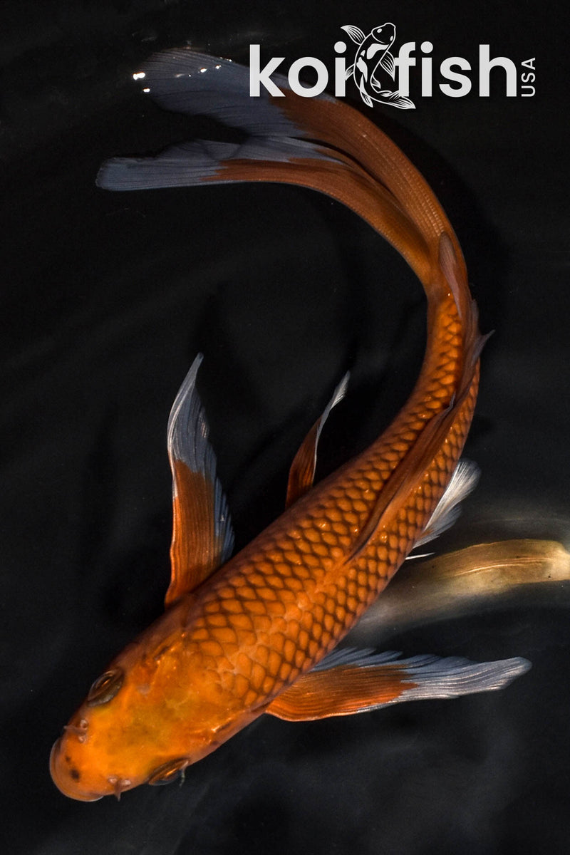 7.25" CHAGOI BUTTERFLY