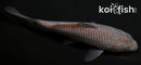 4.5" SORAGOI