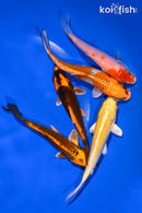 PACK OF (5) 4-5" STANDARD KOI