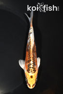 5.25" BENI KIKOKURYU