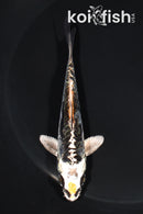 4.75" ARAGOKE BENI KIKOKURYU