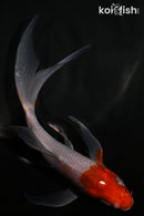 6" OCHIBA SHIGURE BUTTERFLY