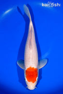 13" TANCHO KOHAKU