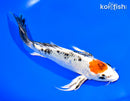 8" TANCHO YAMATO NISHIKI BUTTERFLY