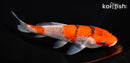 6.25" GOSHIKI