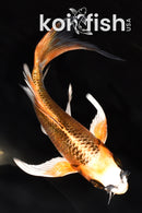 5.75" KUJAKU BUTTERFLY