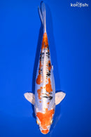 9.75" HEISEI NISHIKI