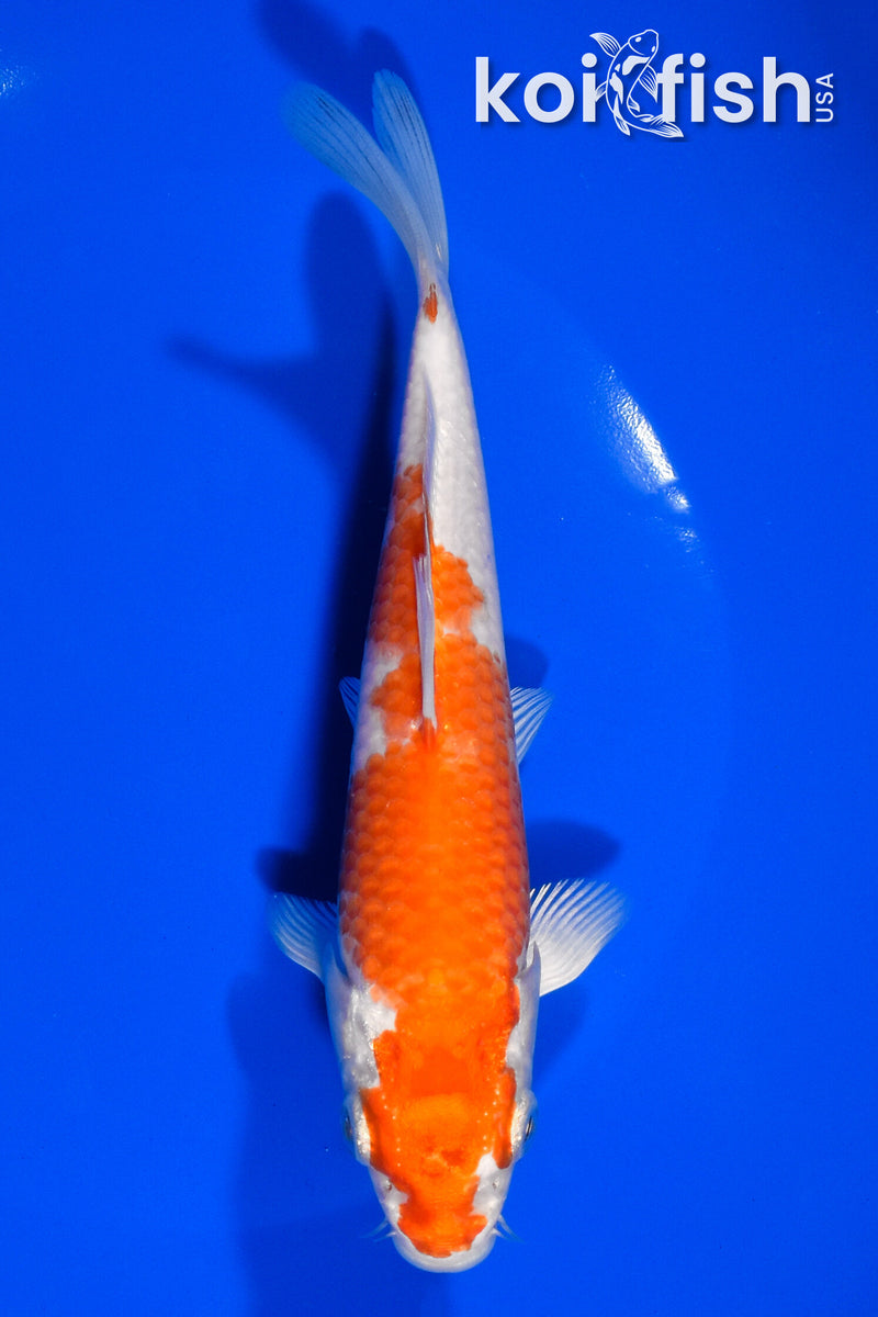 6.5" HARIWAKE