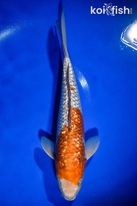 12.75" GINRIN OCHIBA SHIGURE