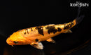 6.75" DOITSU KIN ORENJI BEKKO