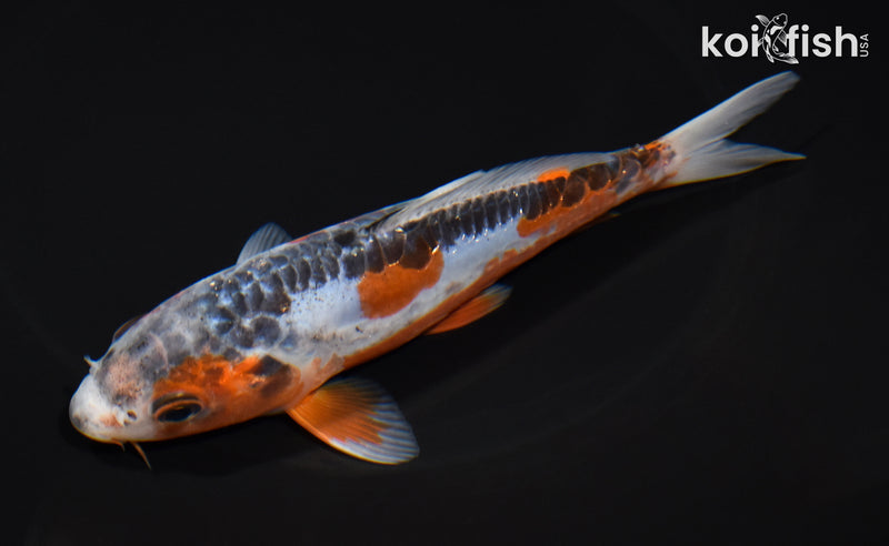 6" ARAGOKE HI SHUSUI