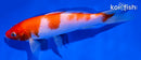6.25" KOHAKU