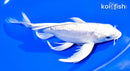 8.25" DOITSU PLATINUM OGON BUTTERFLY