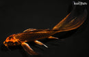 8.75" ORENJI MATSUBA BUTTERFLY