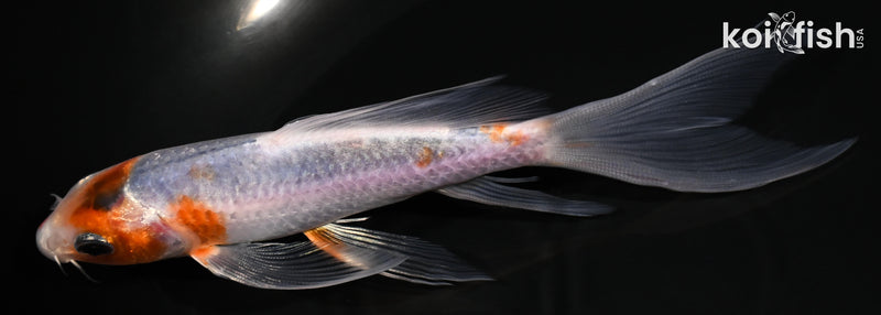 5.5" METALLIC GOROMO BUTTERFLY