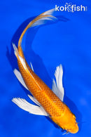 5.5" HARIWAKE BUTTERFLY