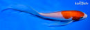 6.5" KOHAKU BUTTERFLY