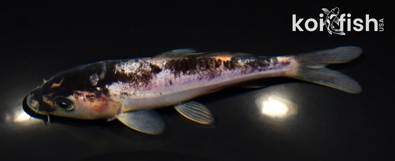 5.5" BENI KUMONRYU
