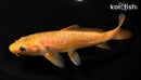 6.5" ARAGOKE CHAGOI