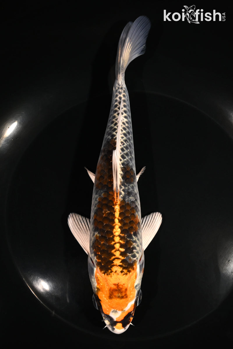 7.25" KUJAKU