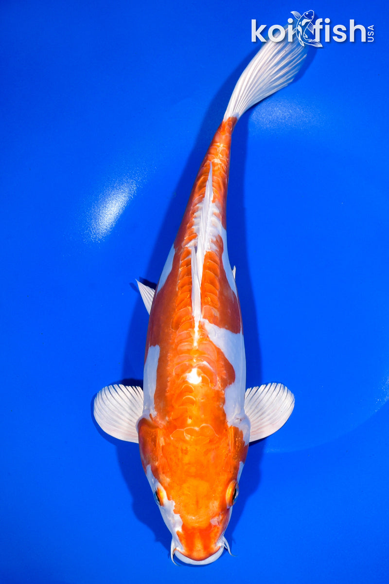 11.75" KIKUSUI