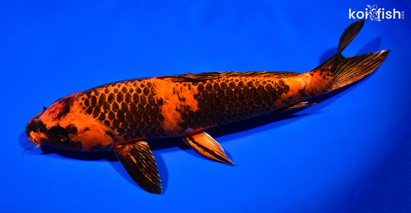 11" KIN HI UTSURI