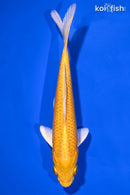 6.5" YAMABUKI OGON